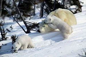 Polar Bear - sleeping female with young. Cubs play and sniff vegetation
