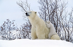 Polar Bear - sleeping, with young