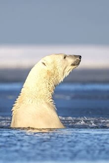 Images Dated 6th October 2013: Polar Bear - in slush ice
