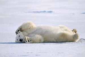 Polar Bear - on back in snow