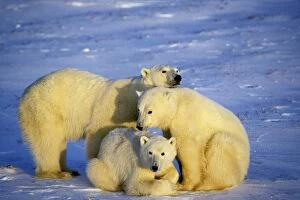 Images Dated 23rd February 1974: Polar bear - sow with two year old cubs. MA660