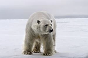 Images Dated 26th August 2003: Polar Bear - Spitzbergen. Svalbard