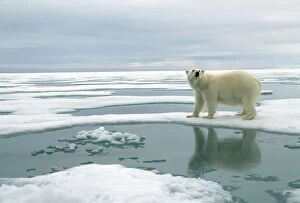 Images Dated 18th September 2006: Polar Bear - Standing on ice. Svalbard, Spitzbergen