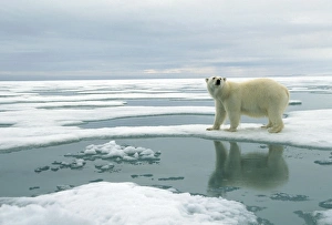 Images Dated 18th September 2006: Polar Bear - Standing on ice. Svalbard, Spitzbergen