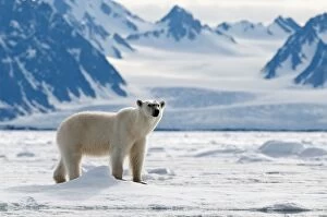 Polar Bear - Standing on sea ice - with head raised