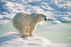 Polar Bear - Standing on Snow