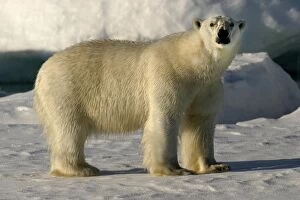 Images Dated 27th August 2003: Polar Bear standing - side view, with wet fur coat. Spitzbergen. Svalbard