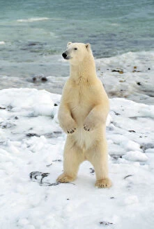 Polar Bear - Standing by Water