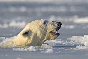 Images Dated 7th October 2013: Polar Bear - sub-adult swimming in slush ice