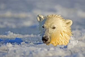Images Dated 7th October 2013: Polar Bear - sub-adult swimming in slush ice