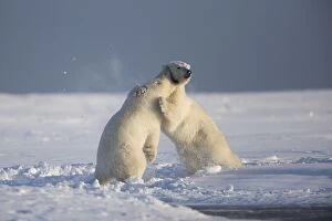 Images Dated 6th October 2013: Polar Bear - sub-adults play fighting