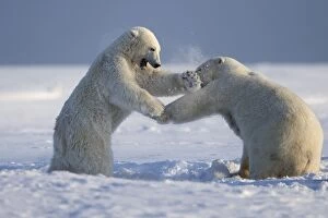 Images Dated 6th October 2013: Polar Bear - sub-adults play fighting