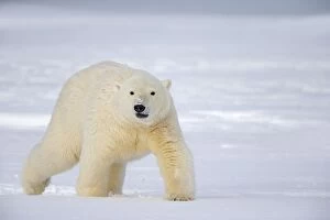 Images Dated 22nd September 2013: Polar Bear subadult Autumn