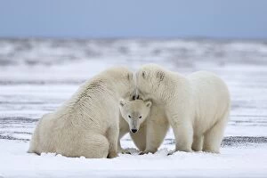 Polar Bear subadults playing in the snow Autumn