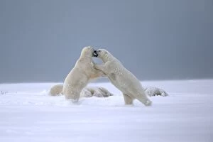 Images Dated 22nd September 2013: Polar Bear subadults playing in the snow Autumn