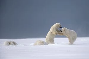Images Dated 22nd September 2013: Polar Bear subadults playing in the snow Autumn