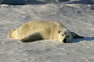 Drying Prints: Polar Bear - sunbathing to dry wet fur coat. Spitzbergen. Svalbard