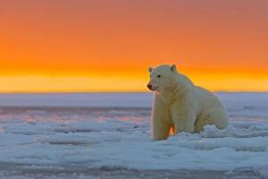 Images Dated 6th October 2013: Polar Bear - in sunset