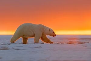 Images Dated 6th October 2013: Polar Bear - in sunset