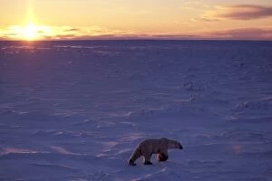 Polar Bear - at sunset
