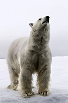 Images Dated 26th August 2003: Polar Bear - Svalbard