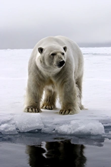 Images Dated 26th August 2003: Polar Bear - Svalbard