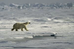 Images Dated 26th August 2003: Polar Bear Svalbard