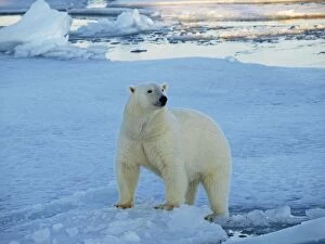 Images Dated 25th November 2009: polar bear, Svalbard, Norway