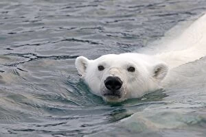Polar Bear - swimming