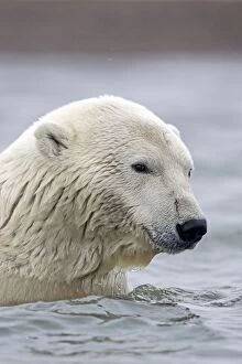 Images Dated 19th September 2013: Polar Bear swimming in the sea Autumn