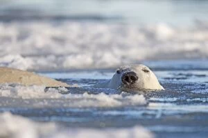 Images Dated 7th October 2013: Polar Bear - swimming in slush ice