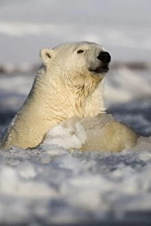 Images Dated 7th October 2013: Polar Bear - swimming in slush ice