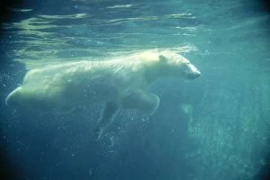 POLAR BEAR - Swimming Underwater