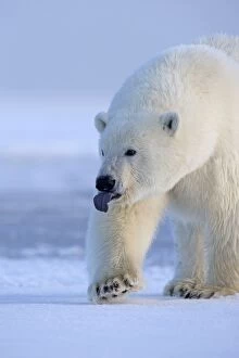 Images Dated 6th October 2013: Polar Bear - with tongue sticking out