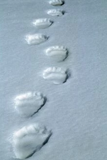 Images Dated 10th March 2011: Polar Bear tracks
