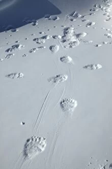 Polar Bear - tracks / footprints in snow