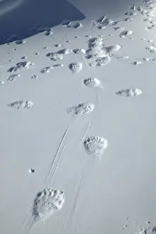 Frozen Prints: Polar Bear - tracks / footprints in snow