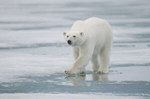 polar bear, Ursus maritimus, adult travels