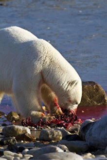 Polar bear (Ursus maritimus) eating Ringed