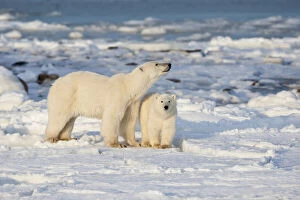 Polar Bear (Ursus maritimus) mother