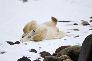 Polar bear (Ursus maritimus) rolling in