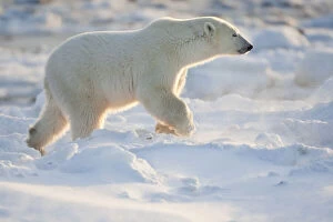 Polar Bear (Ursus maritimus) in snow, Churchill