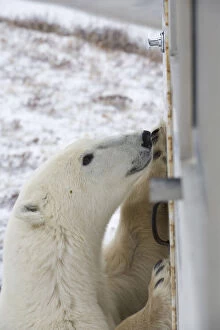 Polar Bear (Ursus maritimus) standinf next