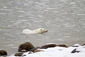 Polar bear (Ursus maritimus) swimming in