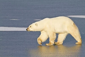 Polar Bear (Ursus maritimus) walking