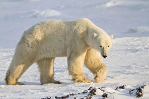 Polar Bear (Ursus maritimus) walking near
