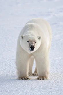 Polar Bear (Ursus maritimus) in winter