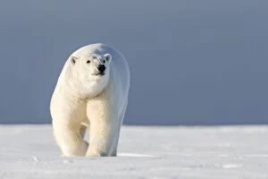Images Dated 6th October 2013: Polar Bear - walking