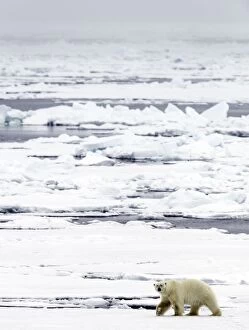 Images Dated 17th June 2014: Polar Bear walking on pack ice