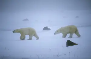 Blizzard Prints: Polar Bear - two walking across snow
